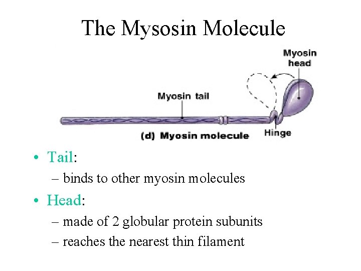 The Mysosin Molecule • Tail: – binds to other myosin molecules • Head: –