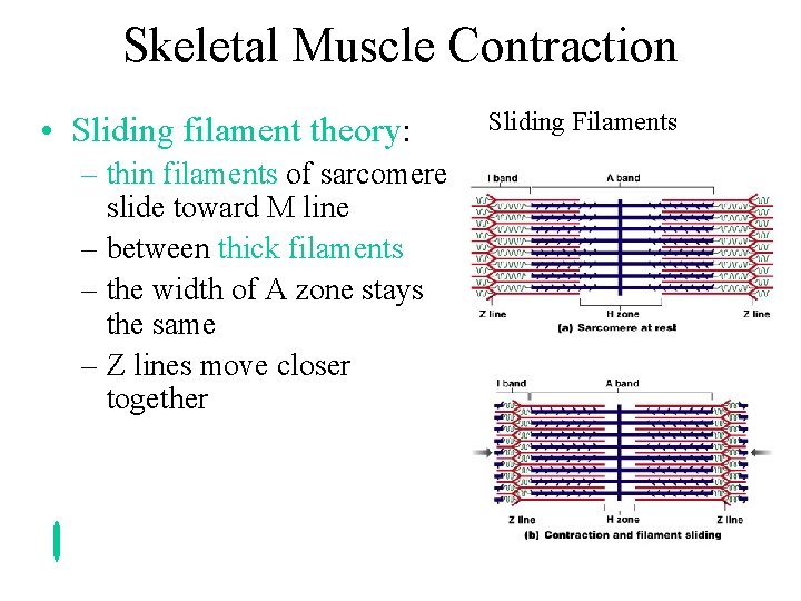 Skeletal Muscle Contraction • Sliding filament theory: – thin filaments of sarcomere slide toward Skeletal Muscle Contraction • Sliding filament theory: – thin filaments of sarcomere slide toward