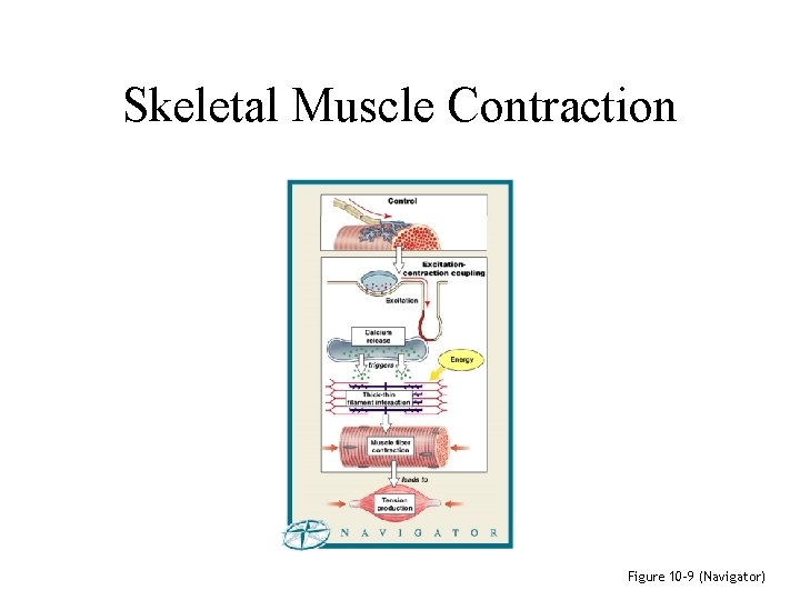 Skeletal Muscle Contraction Figure 10– 9 (Navigator) 