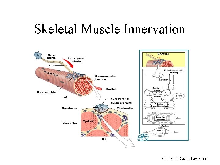 Skeletal Muscle Innervation Figure 10– 10 a, b (Navigator) 