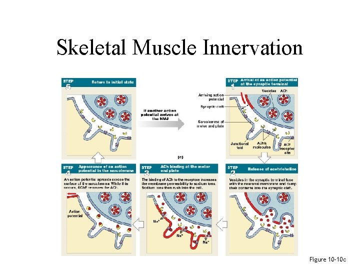 Skeletal Muscle Innervation Figure 10– 10 c 