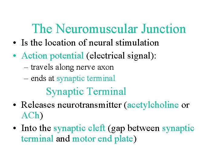 The Neuromuscular Junction • Is the location of neural stimulation • Action potential (electrical The Neuromuscular Junction • Is the location of neural stimulation • Action potential (electrical