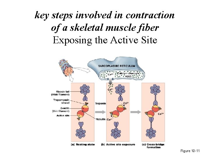 key steps involved in contraction of a skeletal muscle fiber Exposing the Active Site