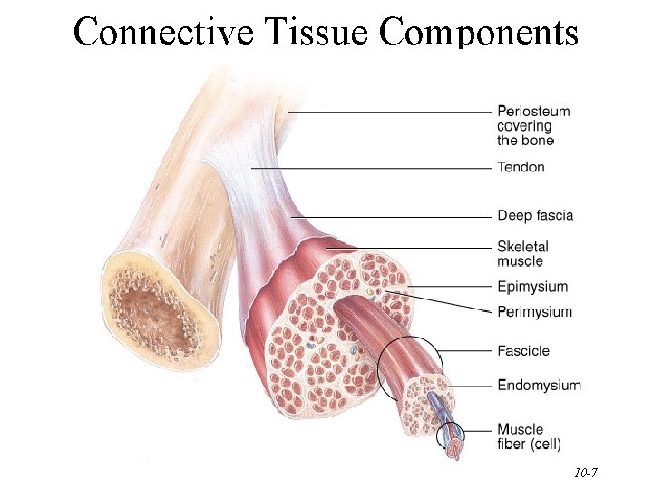 Connective Tissue Components 10 -7 