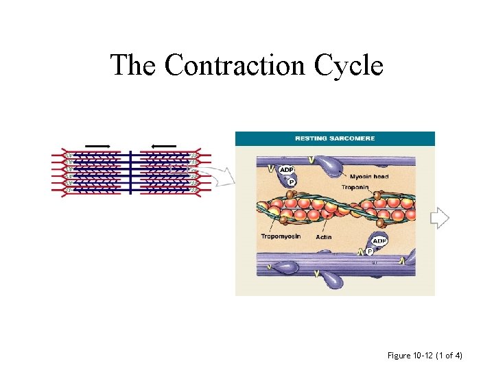 The Contraction Cycle Figure 10– 12 (1 of 4) 