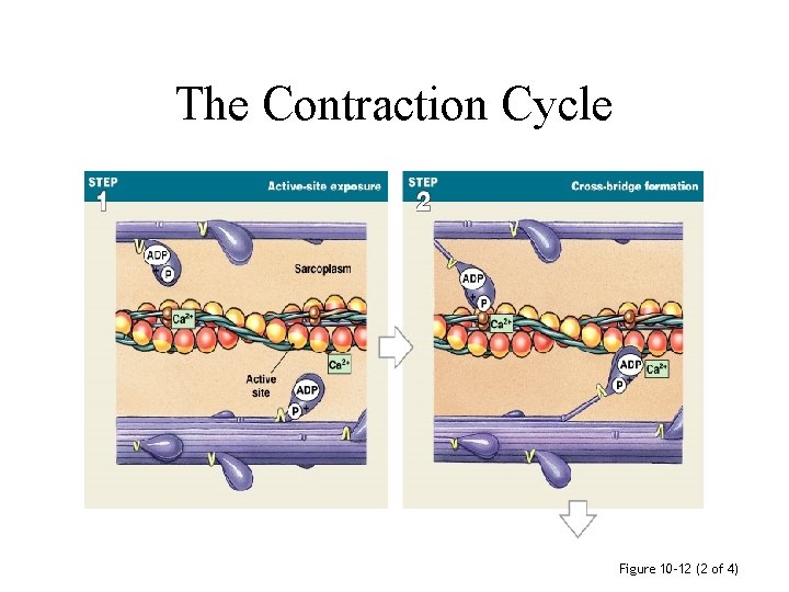 The Contraction Cycle Figure 10– 12 (2 of 4) 