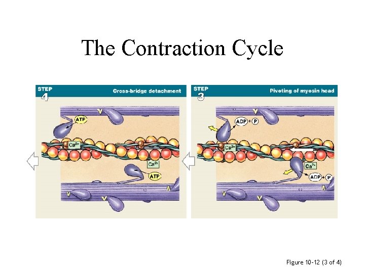 The Contraction Cycle Figure 10– 12 (3 of 4) 