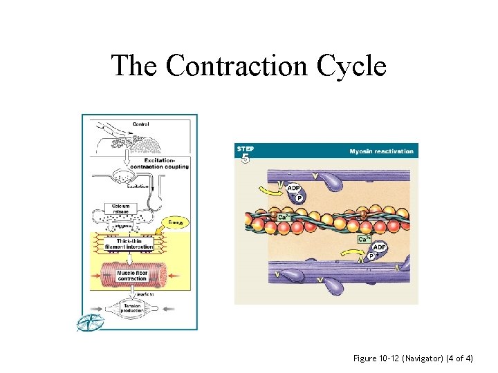 The Contraction Cycle Figure 10– 12 (Navigator) (4 of 4) 