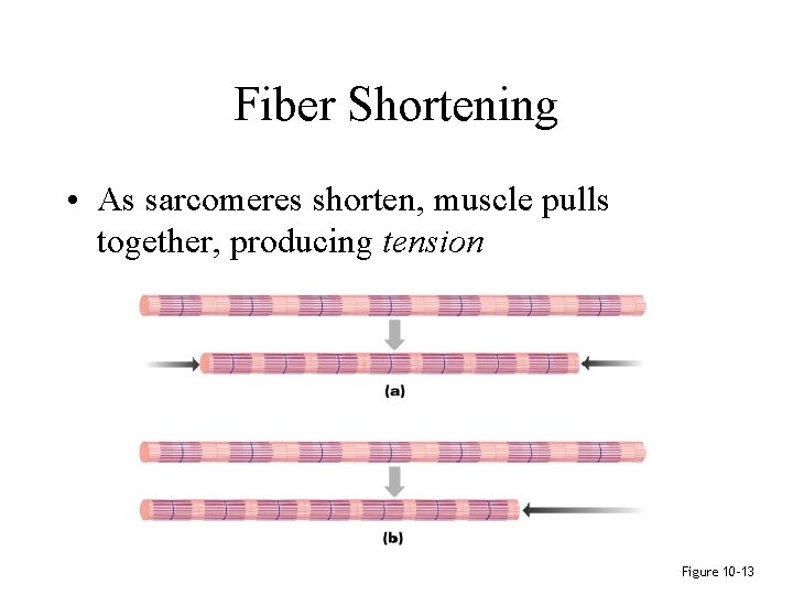 Fiber Shortening • As sarcomeres shorten, muscle pulls together, producing tension Figure 10– 13