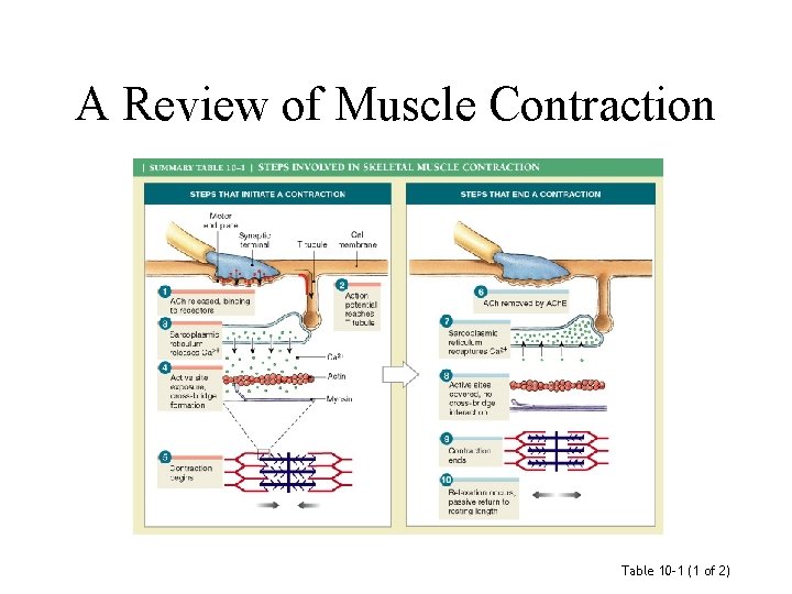 A Review of Muscle Contraction Table 10– 1 (1 of 2) 