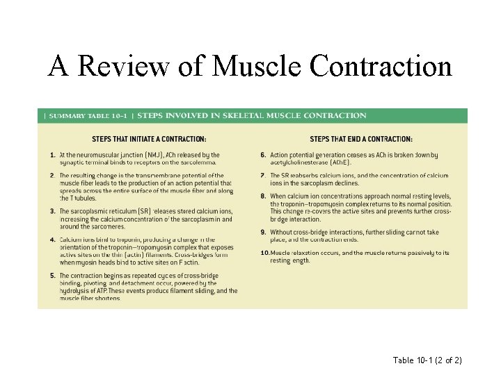 A Review of Muscle Contraction Table 10– 1 (2 of 2) 