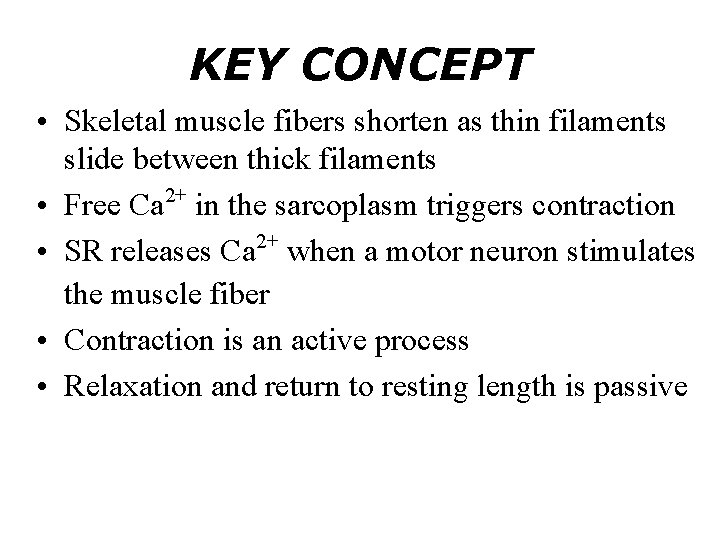 KEY CONCEPT • Skeletal muscle fibers shorten as thin filaments slide between thick filaments