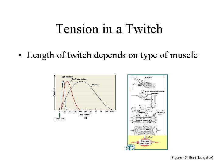 Tension in a Twitch • Length of twitch depends on type of muscle Figure