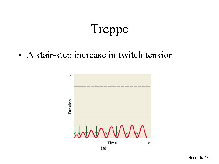 Treppe • A stair-step increase in twitch tension Figure 10– 16 a Treppe • A stair-step increase in twitch tension Figure 10– 16 a