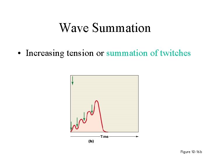 Wave Summation • Increasing tension or summation of twitches Figure 10– 16 b 