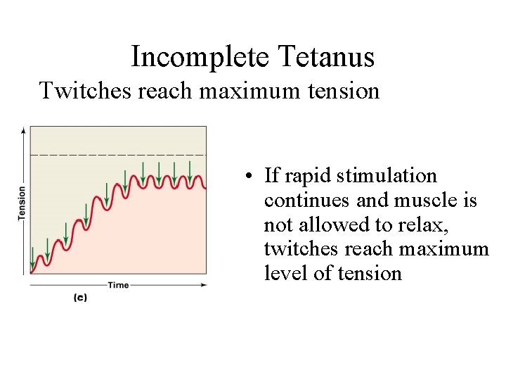 Incomplete Tetanus Twitches reach maximum tension • If rapid stimulation continues and muscle is