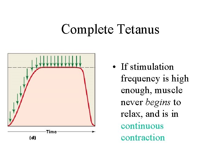 Complete Tetanus • If stimulation frequency is high enough, muscle never begins to relax, Complete Tetanus • If stimulation frequency is high enough, muscle never begins to relax,