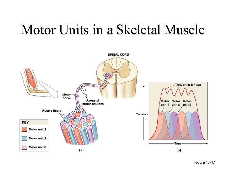 Motor Units in a Skeletal Muscle Figure 10– 17 