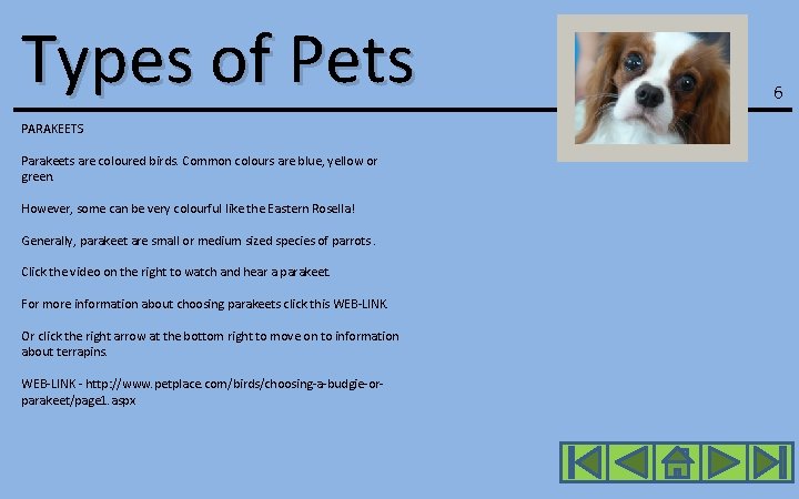 Types of Pets PARAKEETS Parakeets are coloured birds. Common colours are blue, yellow or