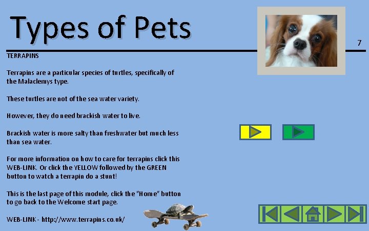Types of Pets TERRAPINS Terrapins are a particular species of turtles, specifically of the