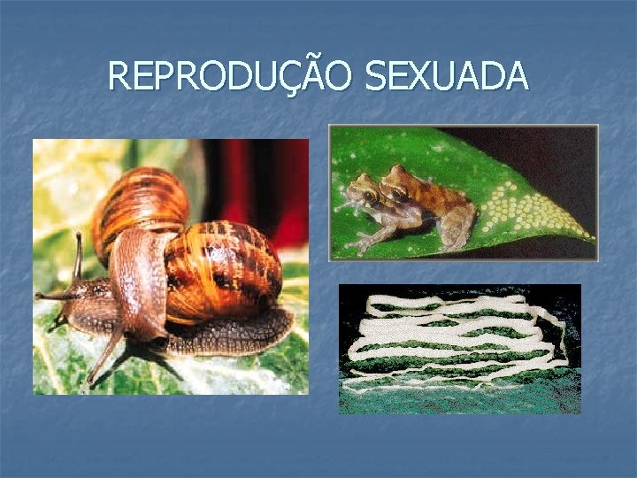 REPRODUÇÃO SEXUADA 