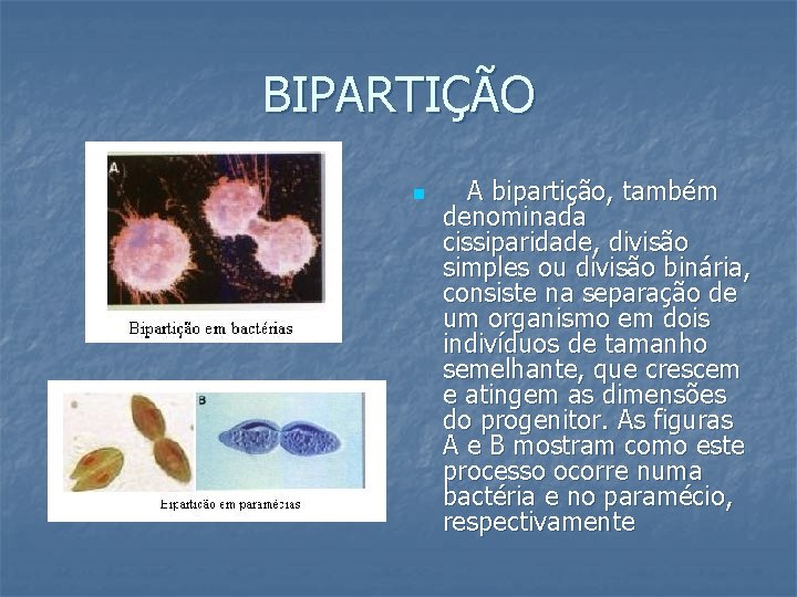BIPARTIÇÃO n A bipartição, também denominada cissiparidade, divisão simples ou divisão binária, consiste na