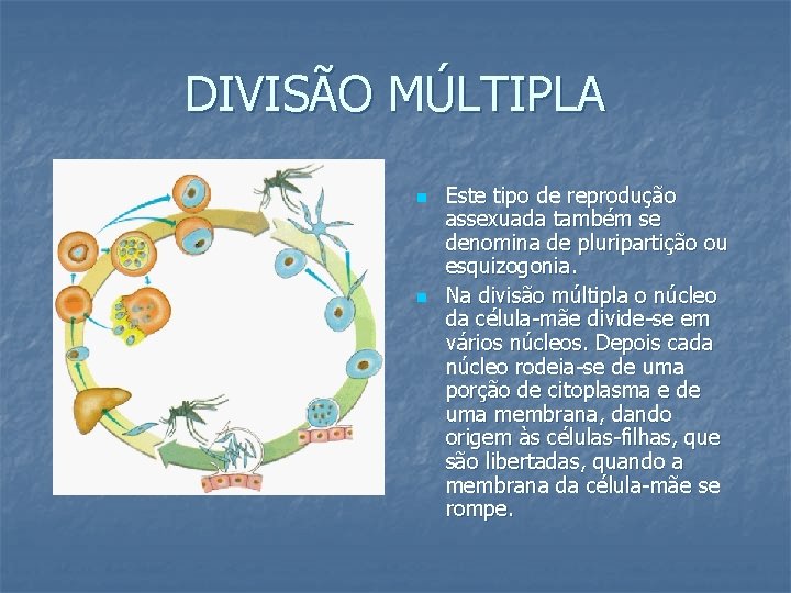 DIVISÃO MÚLTIPLA n n Este tipo de reprodução assexuada também se denomina de pluripartição