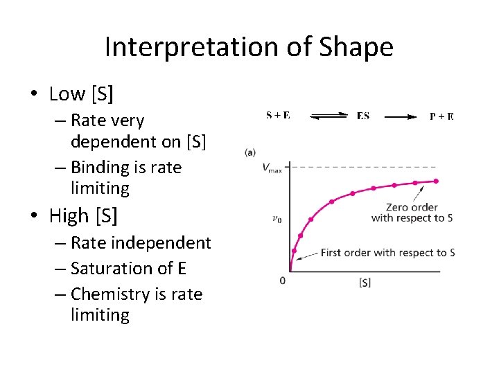 Interpretation of Shape • Low [S] – Rate very dependent on [S] – Binding