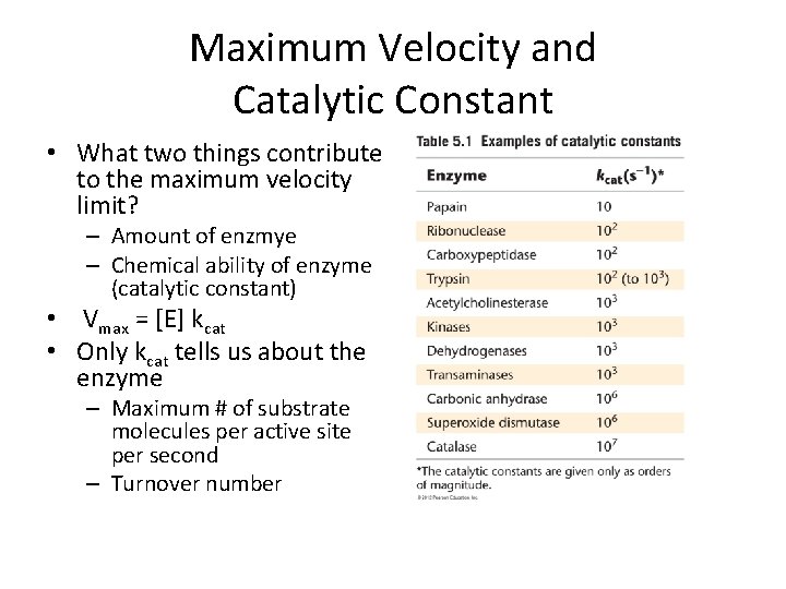 Maximum Velocity and Catalytic Constant • What two things contribute to the maximum velocity