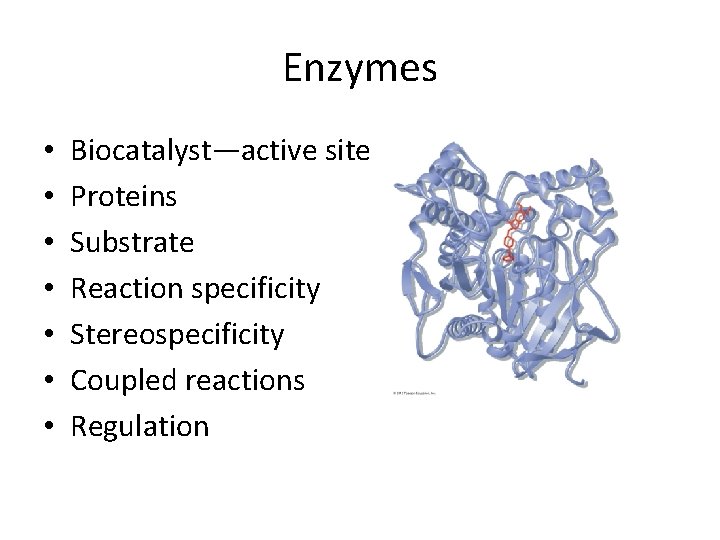 Enzymes • • Biocatalyst—active site Proteins Substrate Reaction specificity Stereospecificity Coupled reactions Regulation 