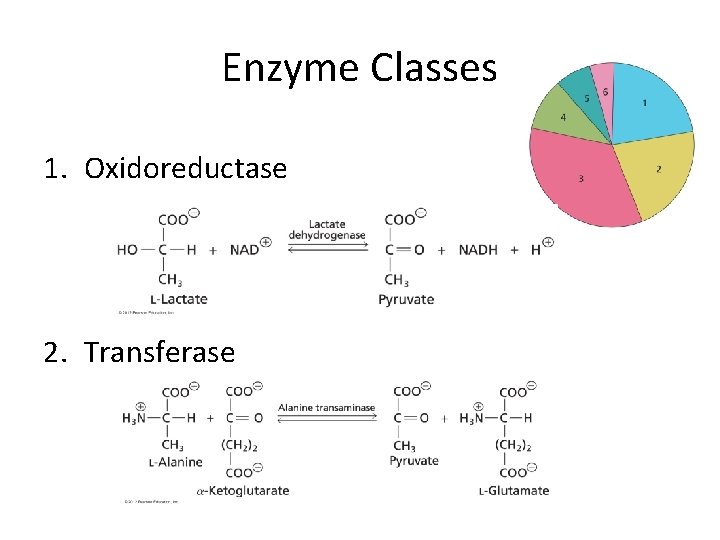 Enzyme Classes 1. Oxidoreductase 2. Transferase 