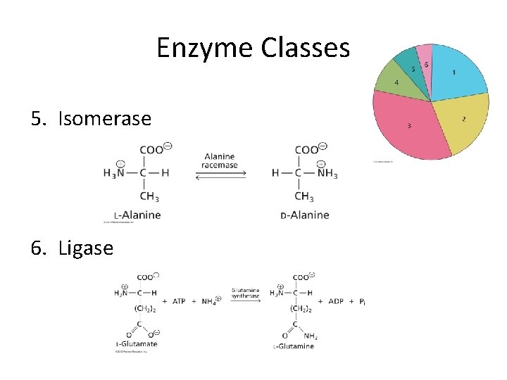 Enzyme Classes 5. Isomerase 6. Ligase 