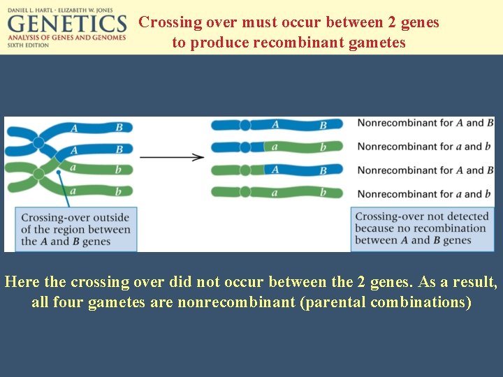 Crossing over must occur between 2 genes to produce recombinant gametes Here the crossing