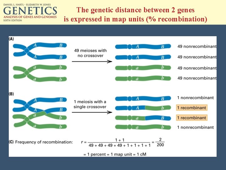 The genetic distance between 2 genes is expressed in map units (% recombination) 