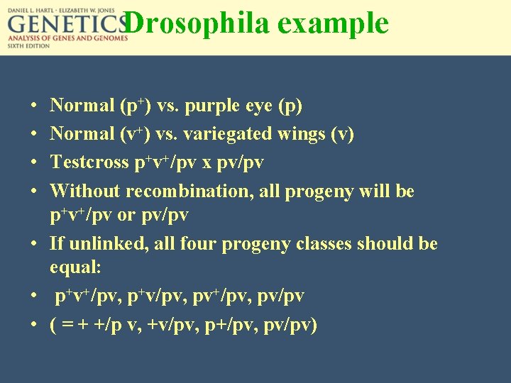 Drosophila example • • Normal (p+) vs. purple eye (p) Normal (v+) vs. variegated