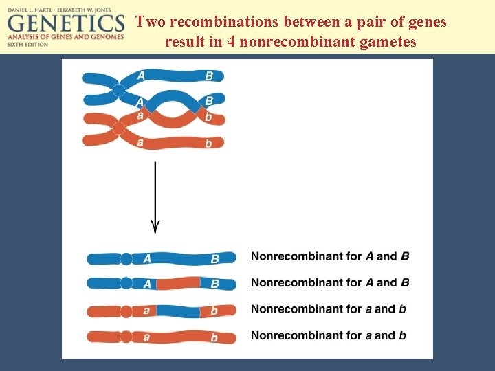 Two recombinations between a pair of genes result in 4 nonrecombinant gametes 