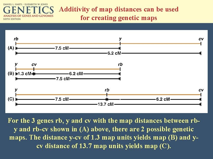 Additivity of map distances can be used for creating genetic maps For the 3