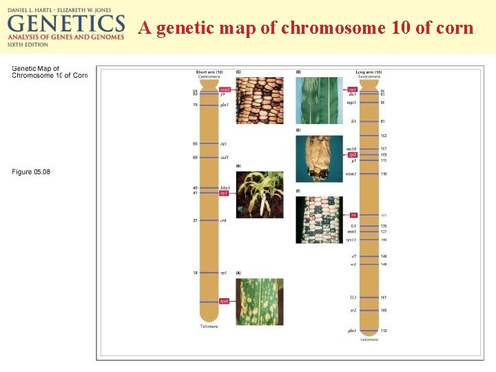 A genetic map of chromosome 10 of corn 