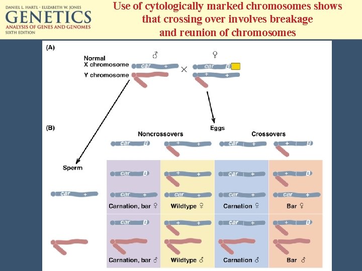 Use of cytologically marked chromosomes shows that crossing over involves breakage and reunion of