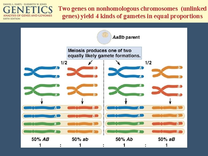 Two genes on nonhomologous chromosomes (unlinked genes) yield 4 kinds of gametes in equal