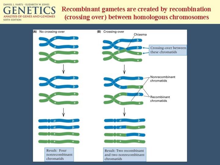 Recombinant gametes are created by recombination (crossing over) between homologous chromosomes 