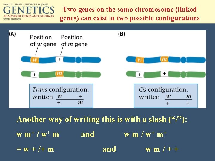 Two genes on the same chromosome (linked genes) can exist in two possible configurations