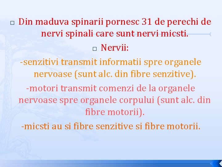 � Din maduva spinarii pornesc 31 de perechi de nervi spinali care sunt nervi