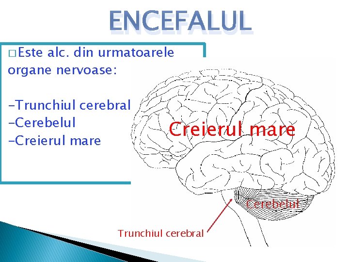 � Este ENCEFALUL alc. din urmatoarele organe nervoase: -Trunchiul cerebral -Cerebelul -Creierul mare Cerebelul