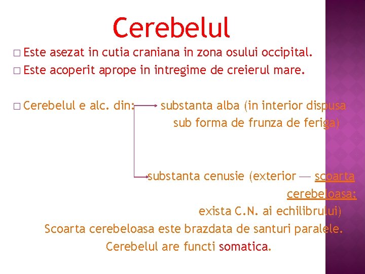 Cerebelul � Este asezat in cutia craniana in zona osului occipital. � Este acoperit