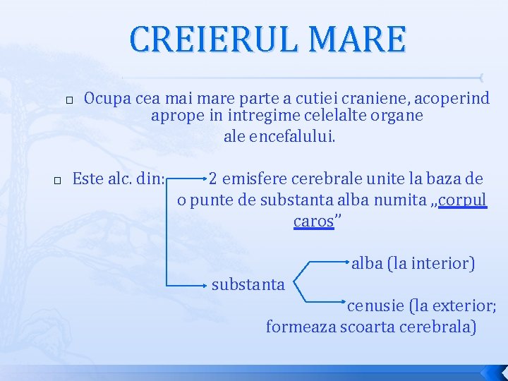 CREIERUL MARE � � Ocupa cea mai mare parte a cutiei craniene, acoperind aprope