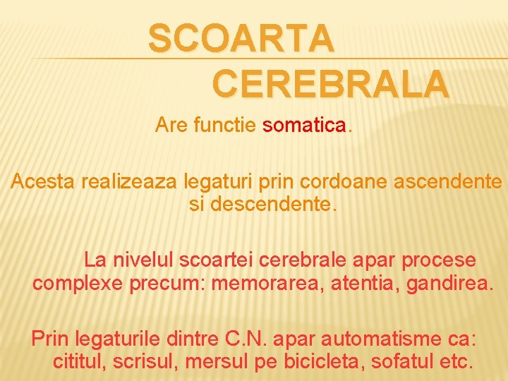 SCOARTA CEREBRALA Are functie somatica. Acesta realizeaza legaturi prin cordoane ascendente si descendente. La