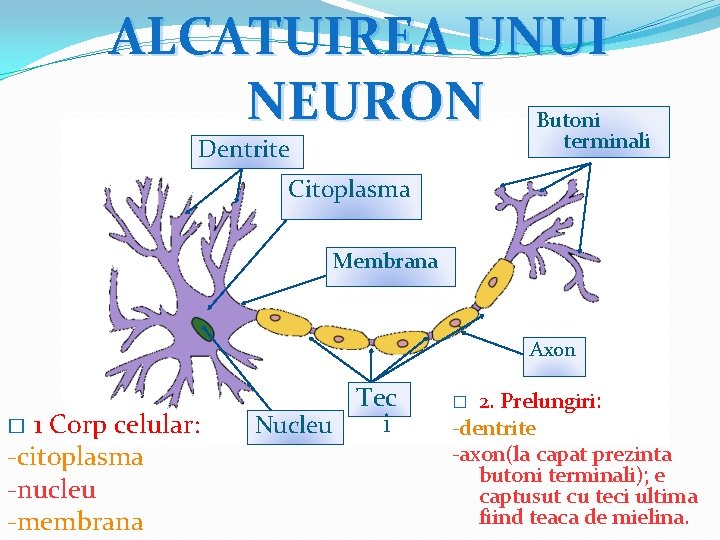 ALCATUIREA UNUI NEURON Butoni terminali Dentrite Citoplasma Membrana Axon 1 Corp celular: -citoplasma -nucleu