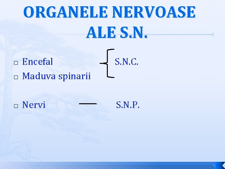 ORGANELE NERVOASE ALE S. N. C. � Encefal Maduva spinarii � Nervi S. N.