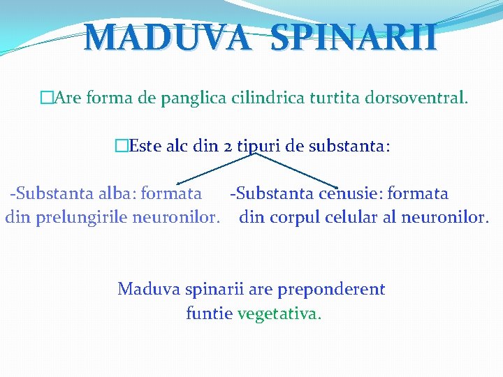 MADUVA SPINARII �Are forma de panglica cilindrica turtita dorsoventral. �Este alc din 2 tipuri